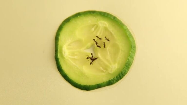 cucumber ants