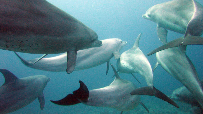 Dolphins gesture language