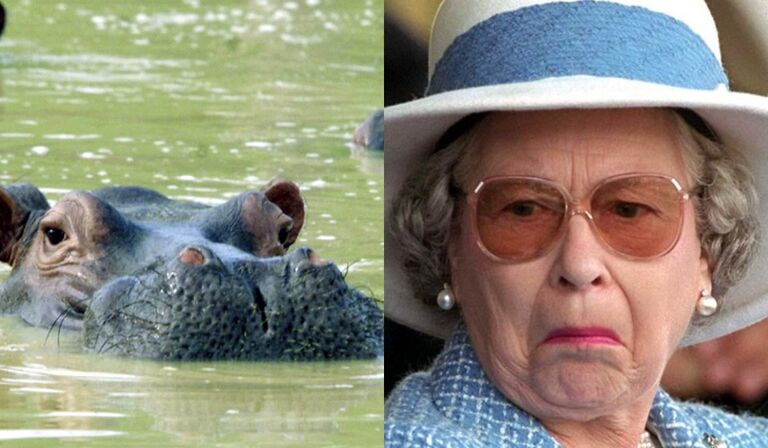 Queen's hippos