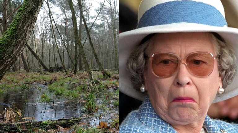 Queen Elizabeth swamp