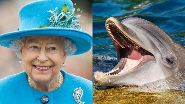 Queen’s dolphins