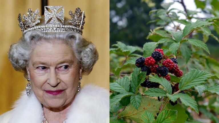 queen mulberry