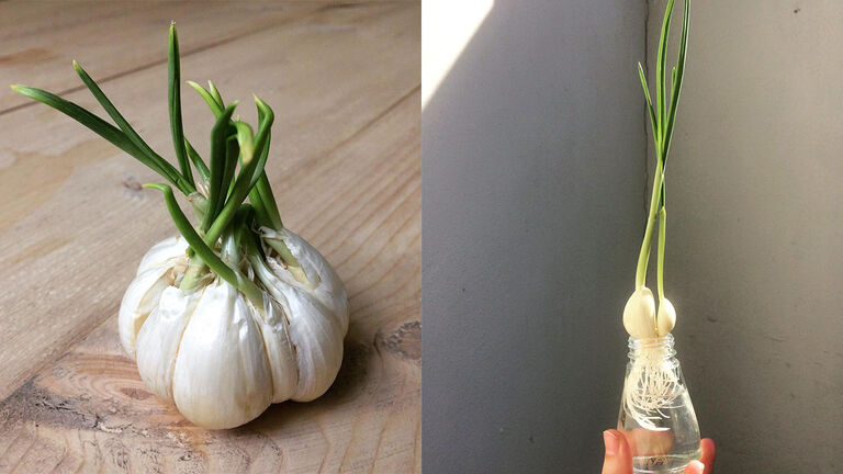 regrow garlic