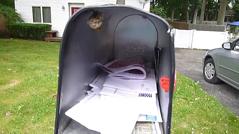 mailbox nest wasp
