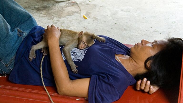 woman monkey asleep