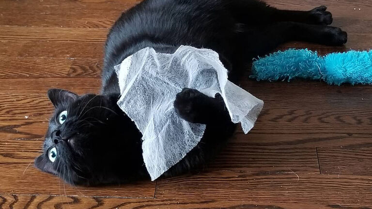 cat dryer sheet