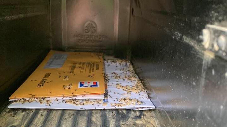 ants mailbox