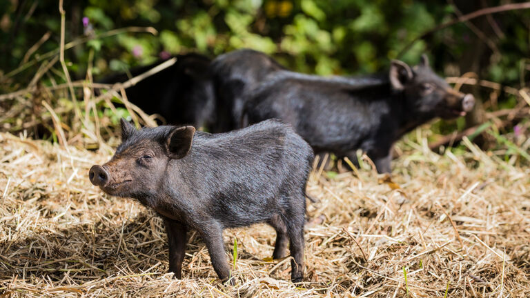 https://www.gettyimages.co.uk/detail/photo/feral-pigs-royalty-free-image/1302439000?adppopup=true