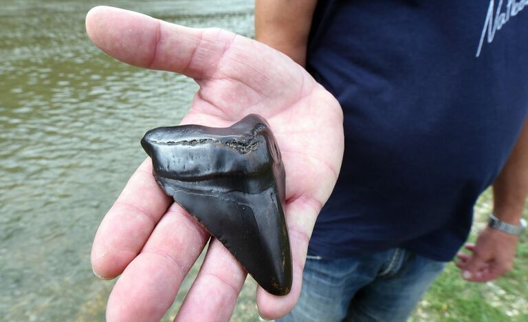 tooth that he found in river Kupa