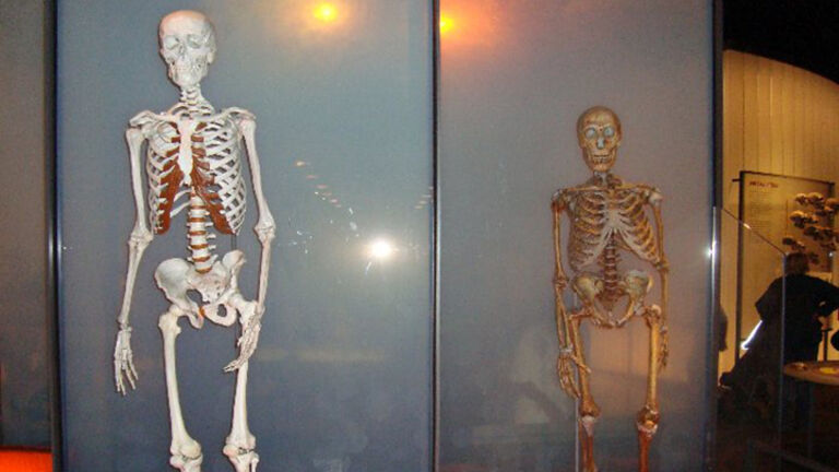 Homo sapiens and Neanderthal
