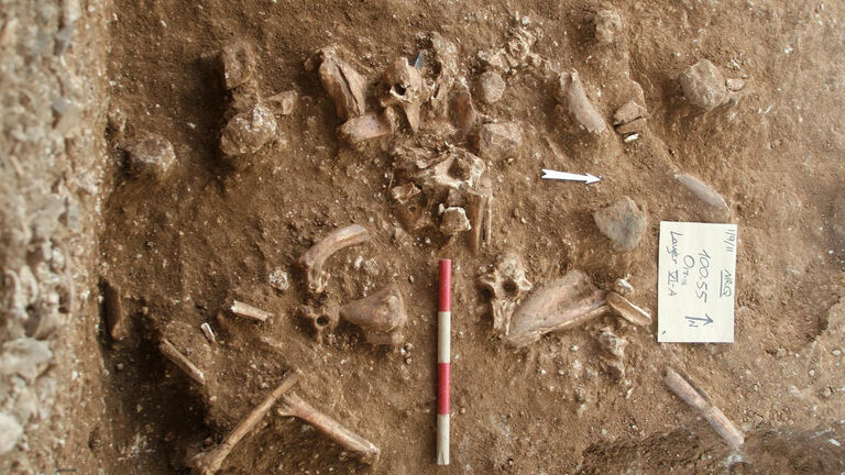 Nesher Ramla Homo fossils
