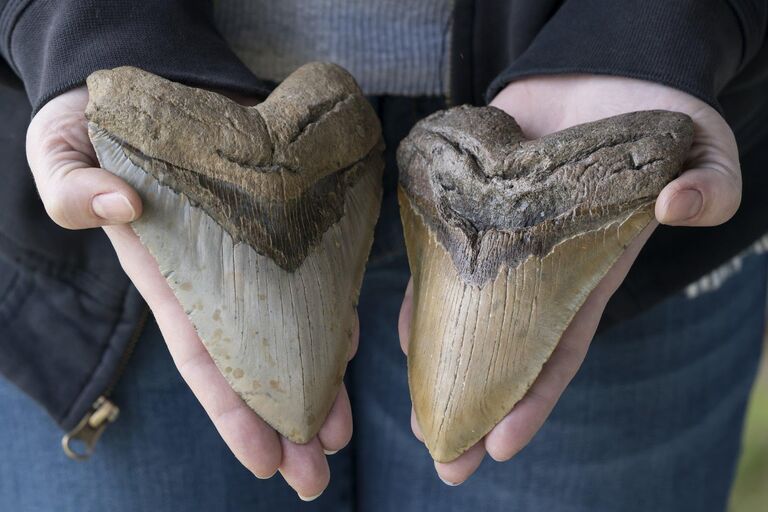 Prehistoric Megalodon Shark Teeth