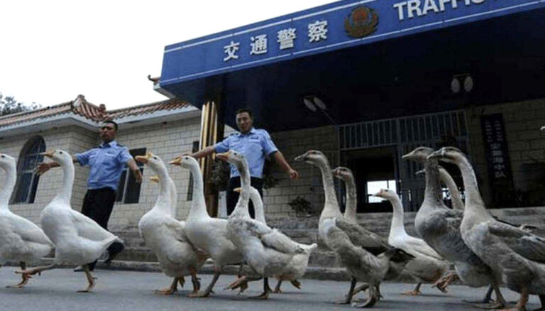 police geese