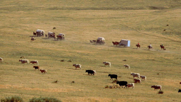 Prairie With Cattle