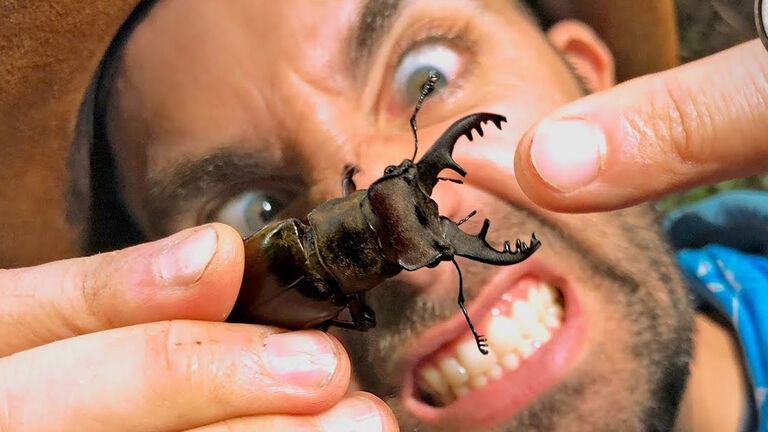 man vs insect