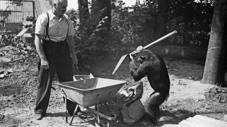 chimpanzee helps George Mottershead