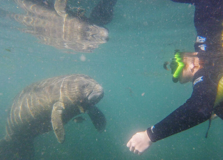 Tourists Swim With Manatees In Crystal River