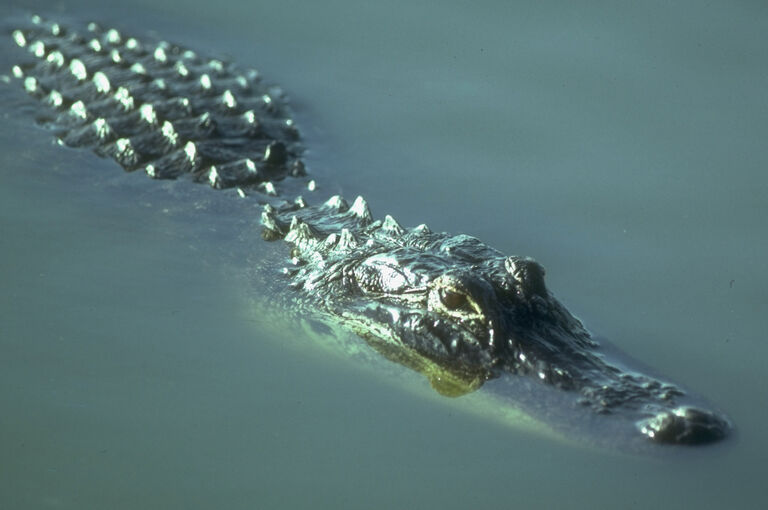 Alligator taking dip