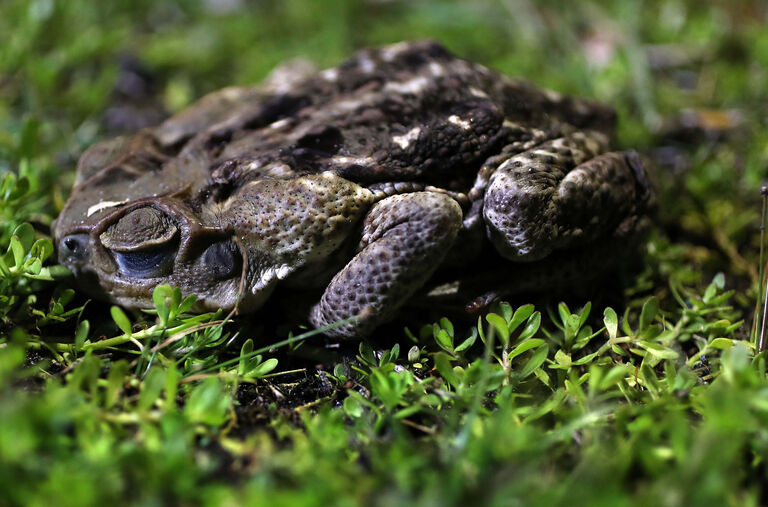 Poisonous Toads