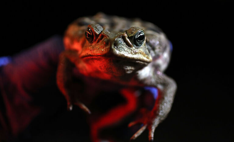 Poisonous Toads