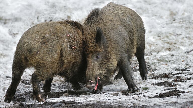 Two aggressive wild boars