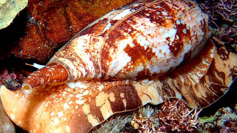 Geographic cone snail