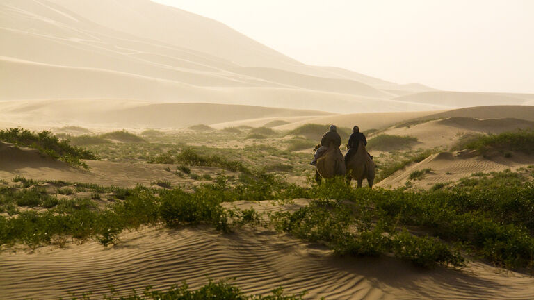 desert camel Mongolia