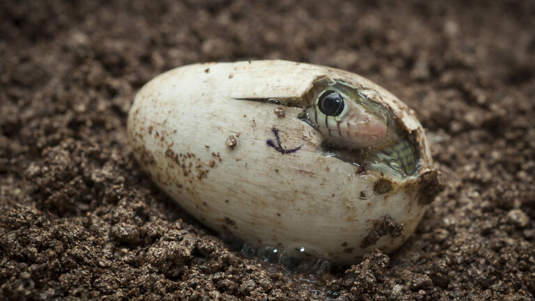 Baby Rat Snake Emerges From Its Egg