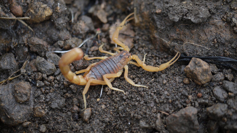 Indian red scorpions