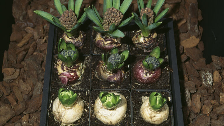 Hyacinth bulbs