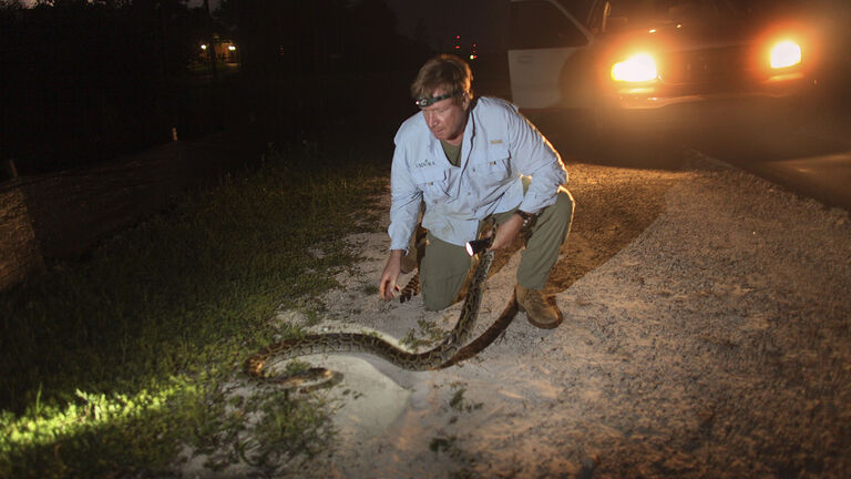 Florida Snake