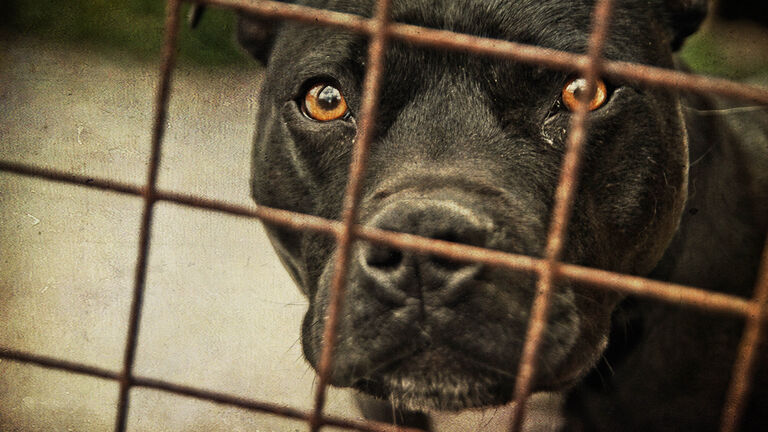 Staffordshire bull terrier behind bars