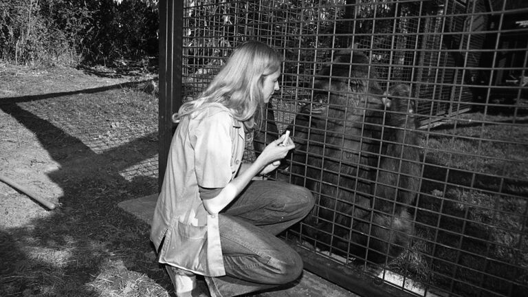 Koko the Gorilla being taught sign language