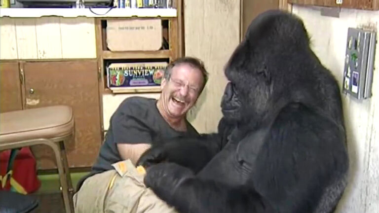 Robin Williams met Koko