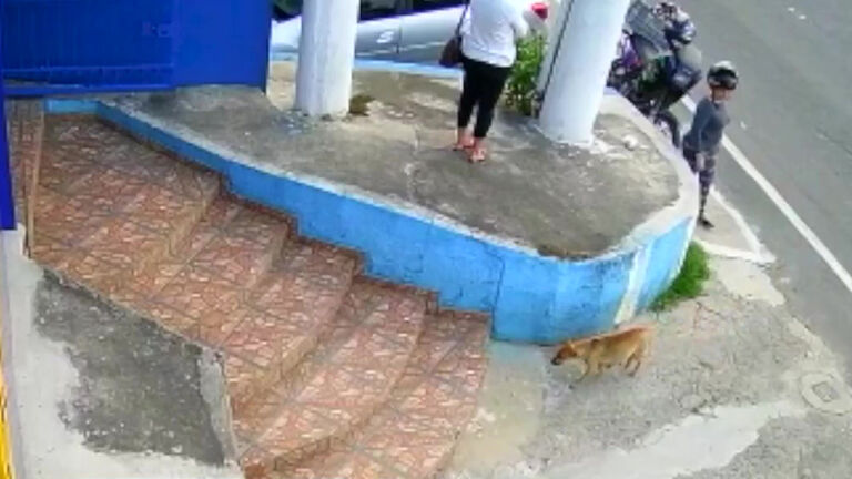 dog captured in security camera