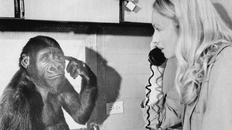 Penny Patterson with Koko the Gorilla
