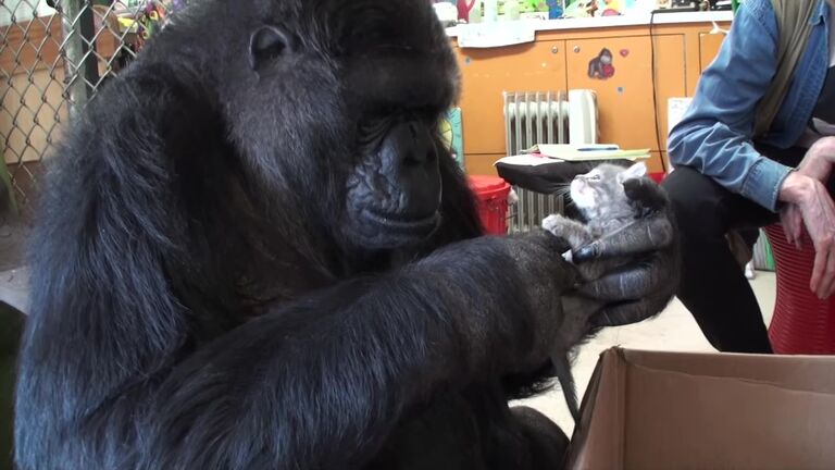 Koko The Gorilla and his cat