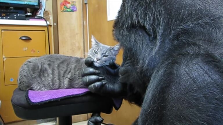 Koko The Gorilla and his cat