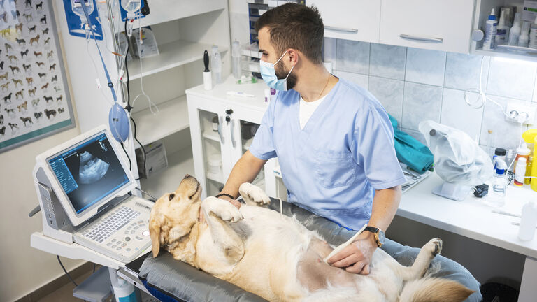 veterinarian doing ultrasound on dog