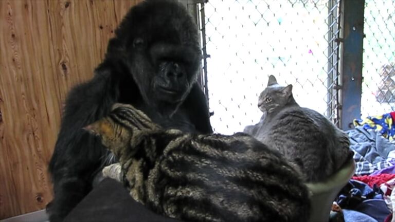 Koko The Gorilla and his cats