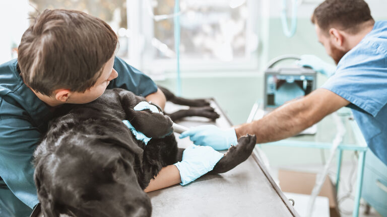 veterinarian doing ultrasound on dog