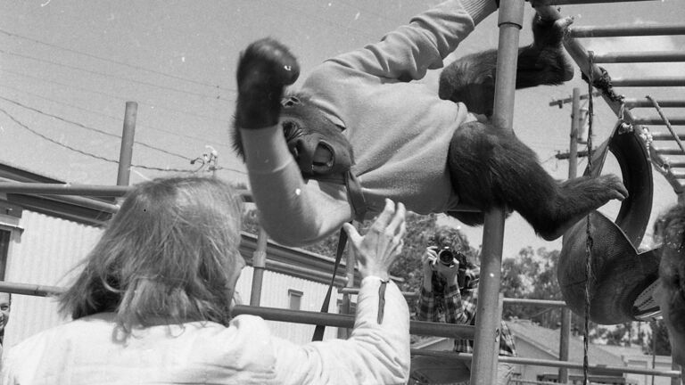 Koko the Gorilla with trainer Penny Patterson