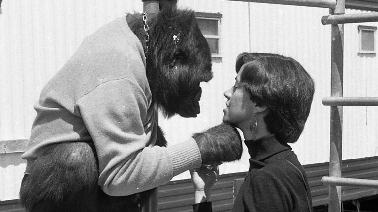 Koko the Gorilla and Claire Harrison