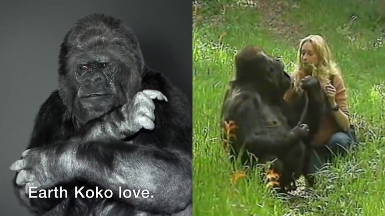 Koko the Gorilla