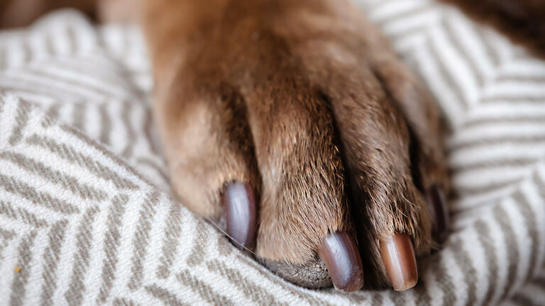 paw and nails of Chocolate Labrador Mix