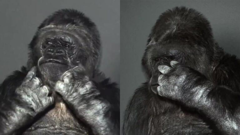 Experts Dissected Koko The Gorillas Eerie Message intro