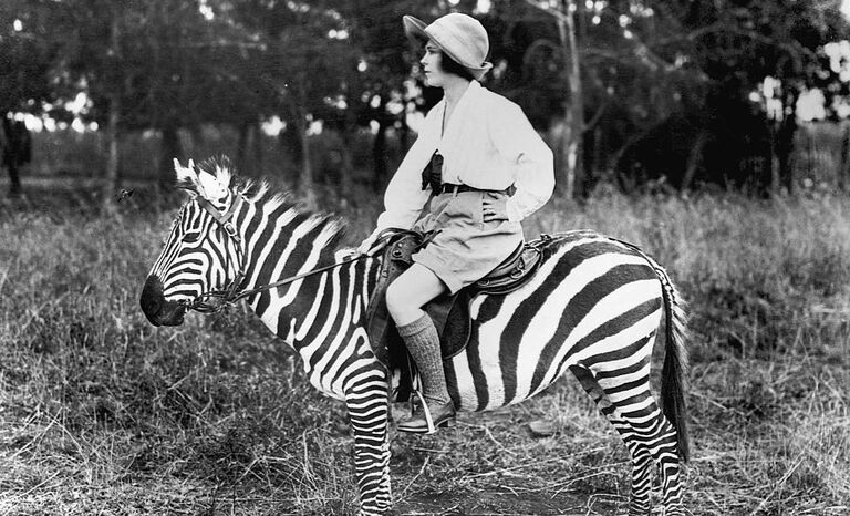 riding a zebra