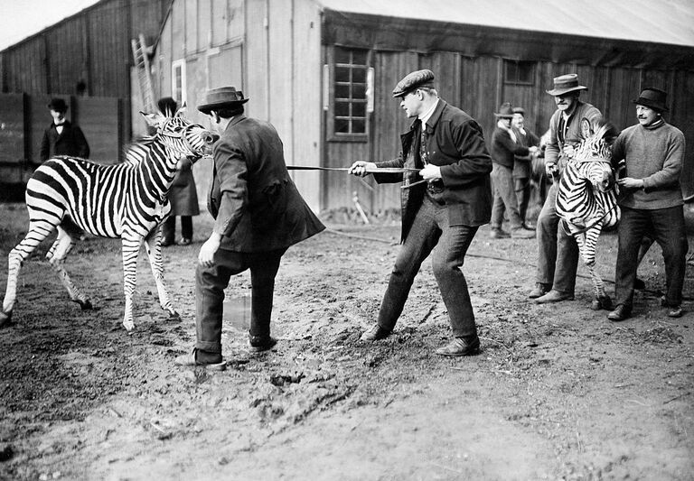 taming zebras