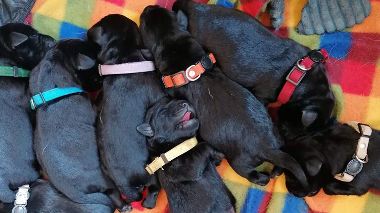 Black Lab Gives Birth To A Rare Litter That Floors Her Owners