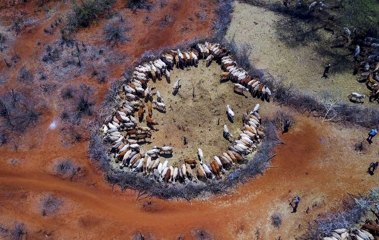 https://www.gettyimages.co.uk/detail/news-photo/aerial-view-of-cows-suffering-from-the-drought-grouped-in-news-photo/656563626?adppopup=true